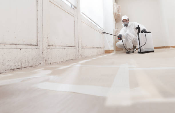 24/7 Emergency Black Mold Removal experts in Hillsborough, NC
