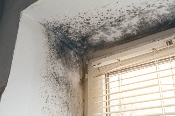 Trusted Black Mold Removal service in Hillsborough, NC - Cheap Mold Removal